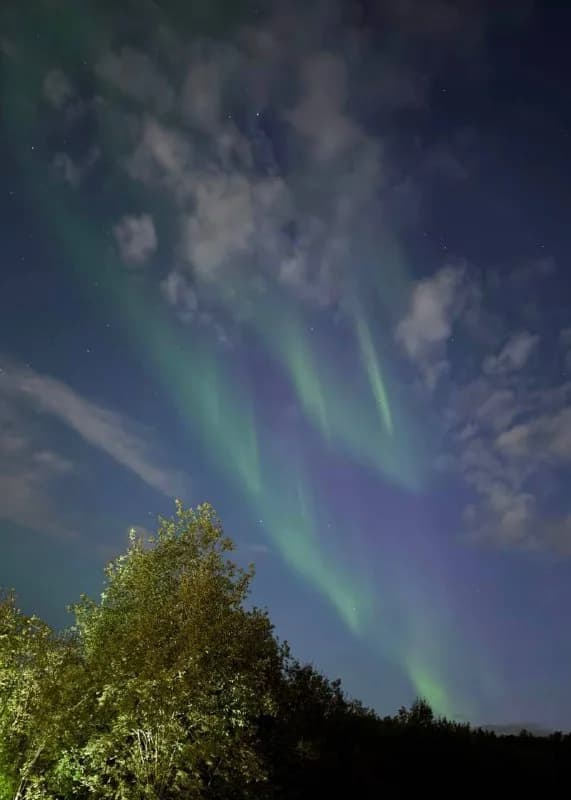 Northern lights above trees near Murmansk
