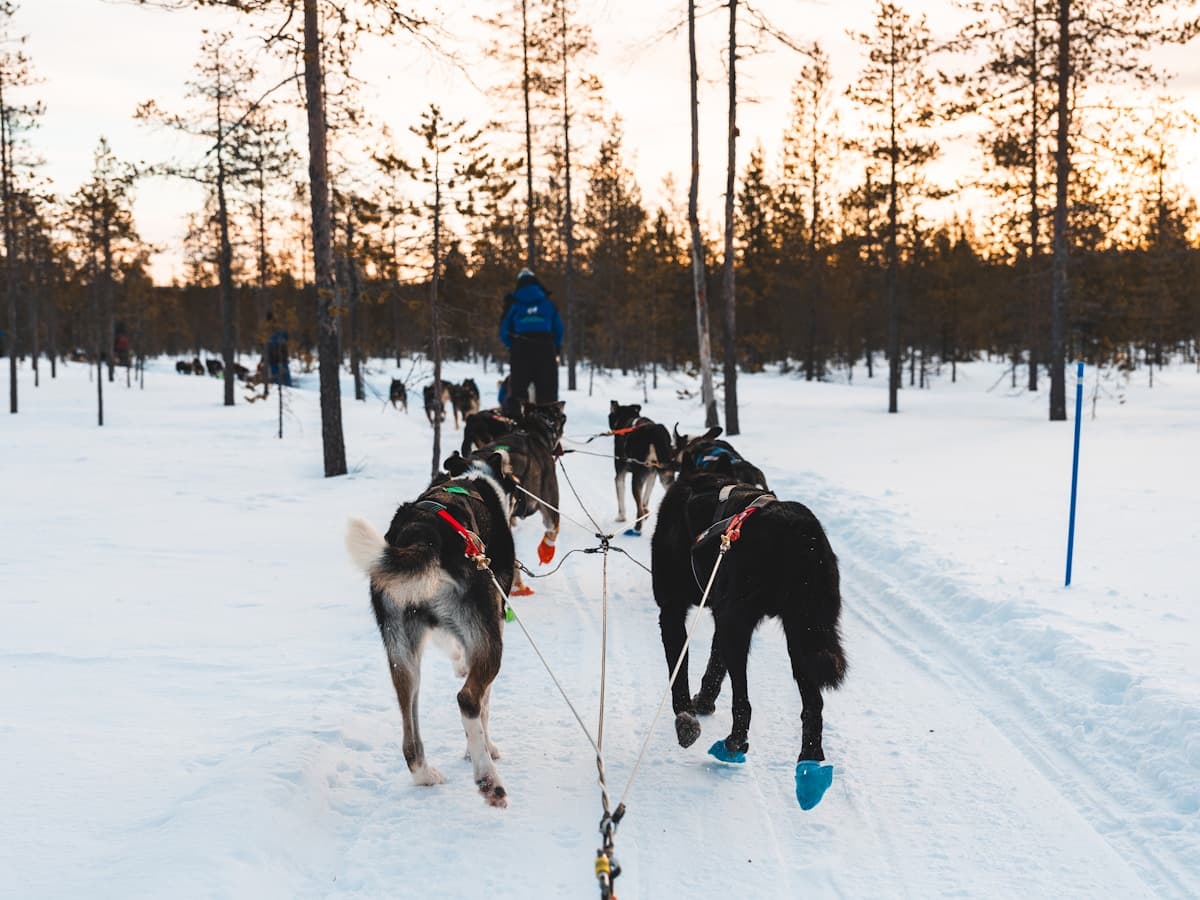 St. Petersburg and winter Karelia